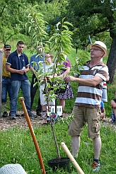 Ein Kirschbaum wird feierlich gepflanzt