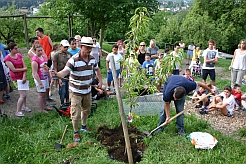 Ein Kirschbaum wird feierlich gepflanzt