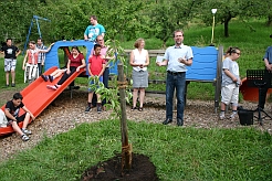 Ein Kirschbaum wird feierlich gepflanzt