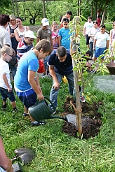 Ein Kirschbaum wird feierlich gepflanzt