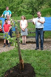 Ein Kirschbaum wird feierlich gepflanzt