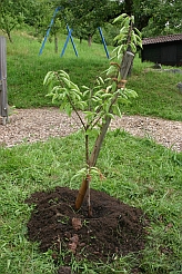 Ein Kirschbaum wird feierlich gepflanzt